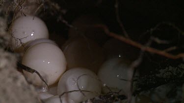 Sea Turtle laying eggs