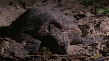 Sea Turtle digging