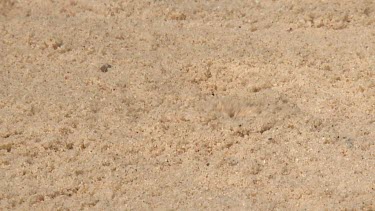 Baby Sea Turtles digging out