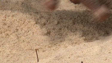 Baby Sea Turtles digging out