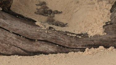 Baby Sea Turtles falling off log