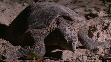 Sea Turtle filling in hole