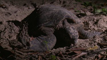 Sea Turtle filling in hole