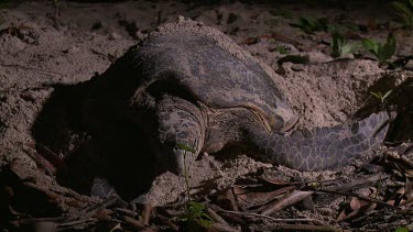 Sea Turtle filling in hole