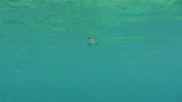 Sea Turtle Hatchling Swimming