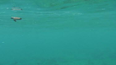 Sea Turtle Hatchling Swimming