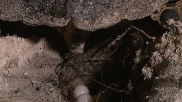 Sea Turtle laying eggs