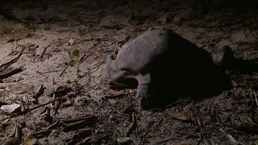 Sea Turtle looking for place to dig