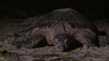 Sea Turtle looking for place to dig