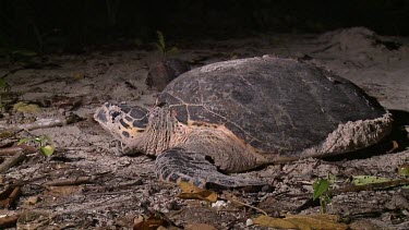 Sea Turtle looking for place to dig