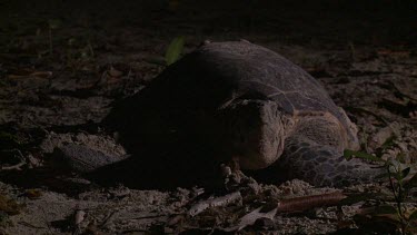 Sea Turtle looking for place to dig