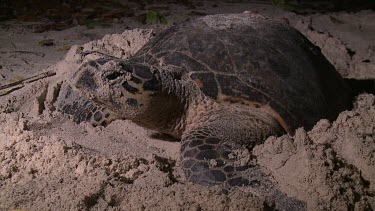 Sea Turtle looking for place to dig