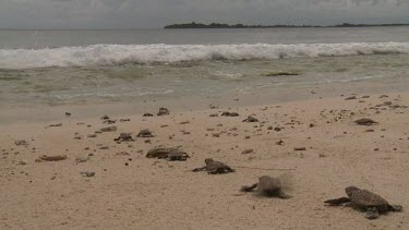 Baby Sea Turtles marching to ocean