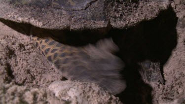 Sea Turtle packing sand into hole