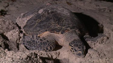 Sea Turtle digging