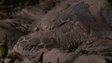 Sea Turtle digging