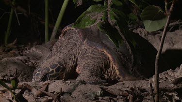 Sea Turtle digging