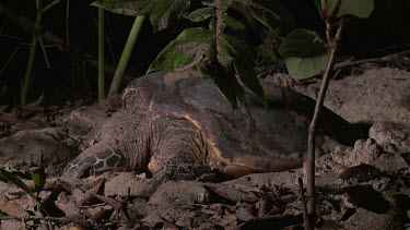 Sea Turtle digging