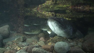 Freshwater eels