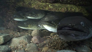 Freshwater eels