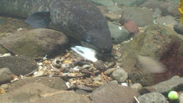 Freshwater eels