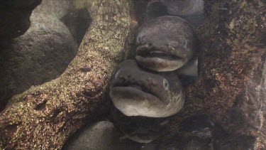 Freshwater eels