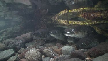 Freshwater eels