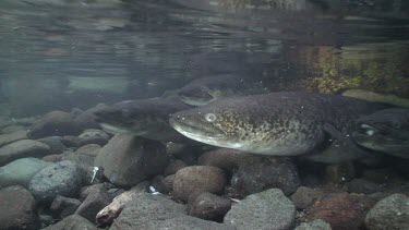 Freshwater eels