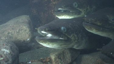 Freshwater eels