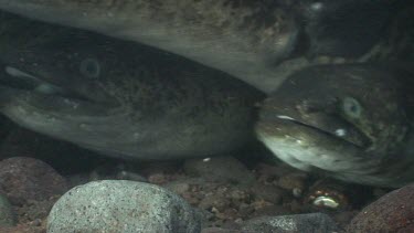 Freshwater eels