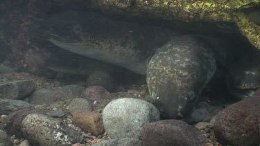 Freshwater eels