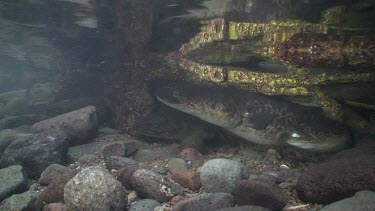 Freshwater eels