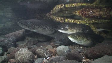 Freshwater eels