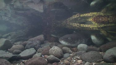 Freshwater eels