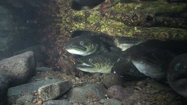 Freshwater eels