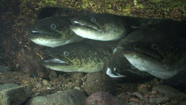 Freshwater eels