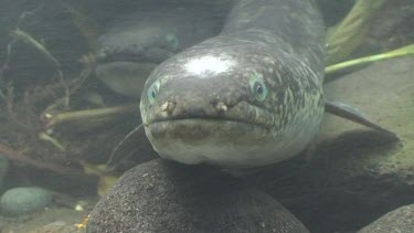 Freshwater eels