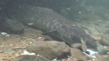 Freshwater eels