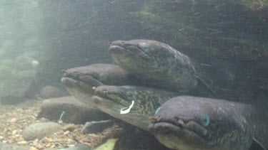 Freshwater eels