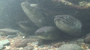 Freshwater eels