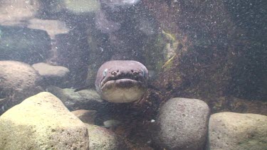 Freshwater eels