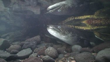 Freshwater eels