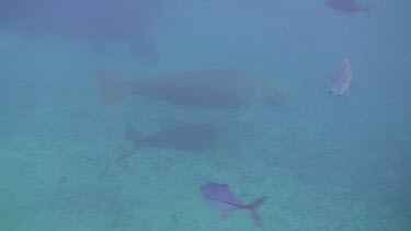 Mother Dugong with Calf