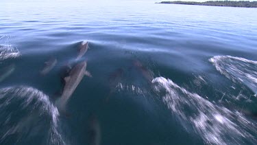 Dolphins Jumping