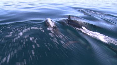 Dolphins Jumping