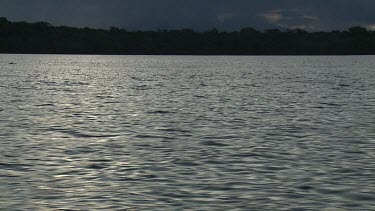 Dolphins Jumping