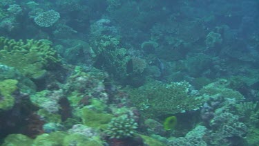 Marbled Grouper