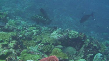 Marbled Grouper