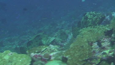 Marbled Grouper