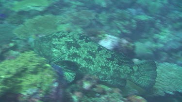 Marbled Grouper